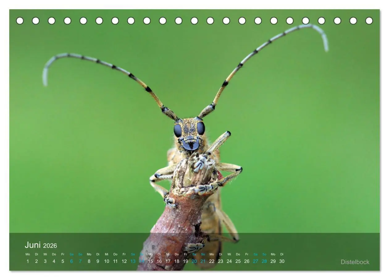 Bild: 9783457439906 | Kleine Kostbarkeiten Insekten (Tischkalender 2026 DIN A5 quer),...
