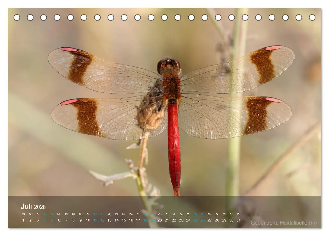 Bild: 9783457439906 | Kleine Kostbarkeiten Insekten (Tischkalender 2026 DIN A5 quer),...
