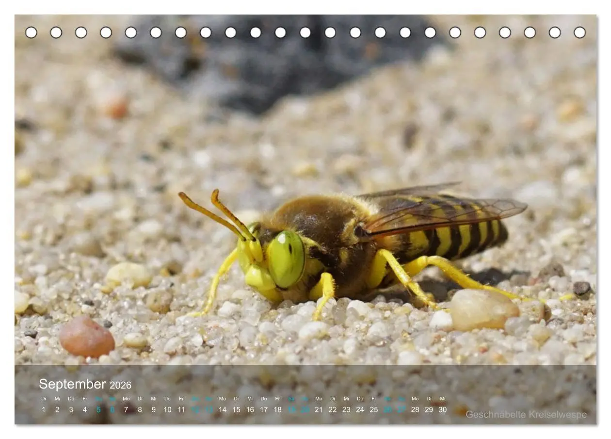 Bild: 9783457439906 | Kleine Kostbarkeiten Insekten (Tischkalender 2026 DIN A5 quer),...