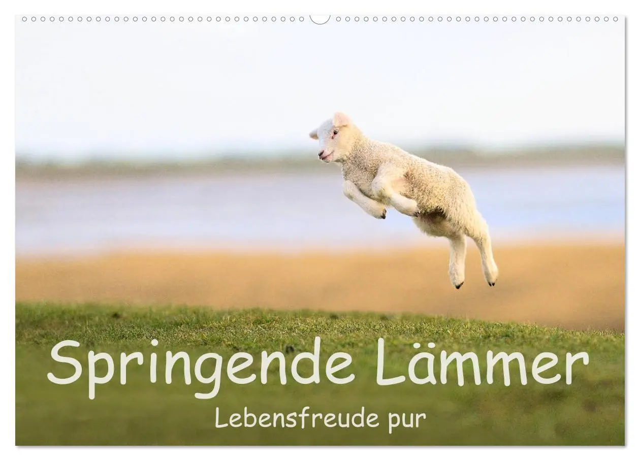 Cover: 9783457790007 | Springende Lämmer: Lebensfreude pur (Wandkalender 2026 DIN A2...
