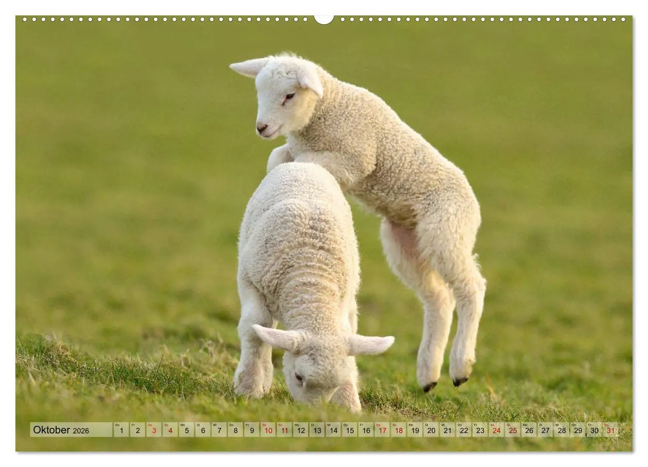 Bild: 9783457790007 | Springende Lämmer: Lebensfreude pur (Wandkalender 2026 DIN A2...