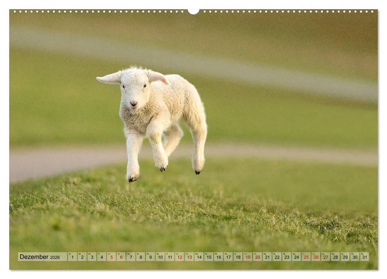 Bild: 9783457790007 | Springende Lämmer: Lebensfreude pur (Wandkalender 2026 DIN A2...