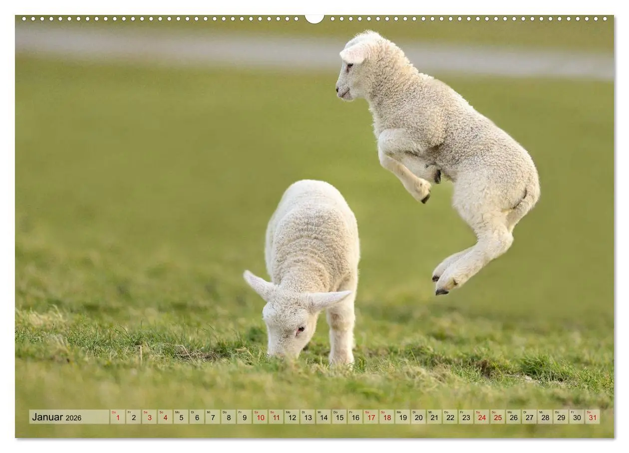 Bild: 9783457790007 | Springende Lämmer: Lebensfreude pur (Wandkalender 2026 DIN A2...