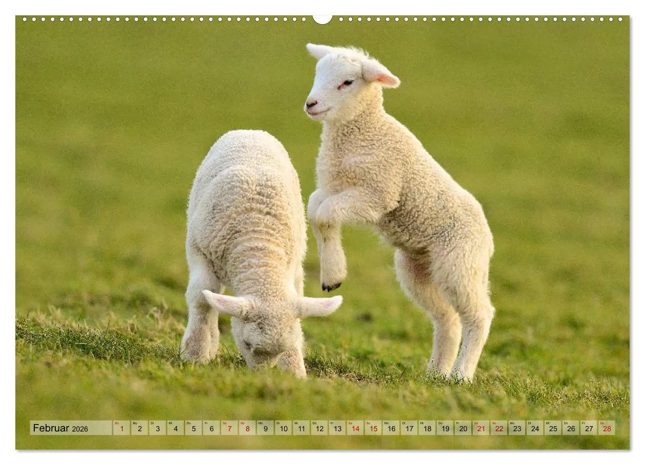 Bild: 9783457790007 | Springende Lämmer: Lebensfreude pur (Wandkalender 2026 DIN A2...