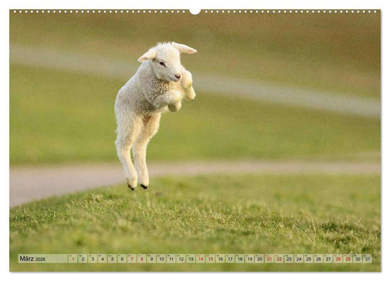 Bild: 9783457790007 | Springende Lämmer: Lebensfreude pur (Wandkalender 2026 DIN A2...