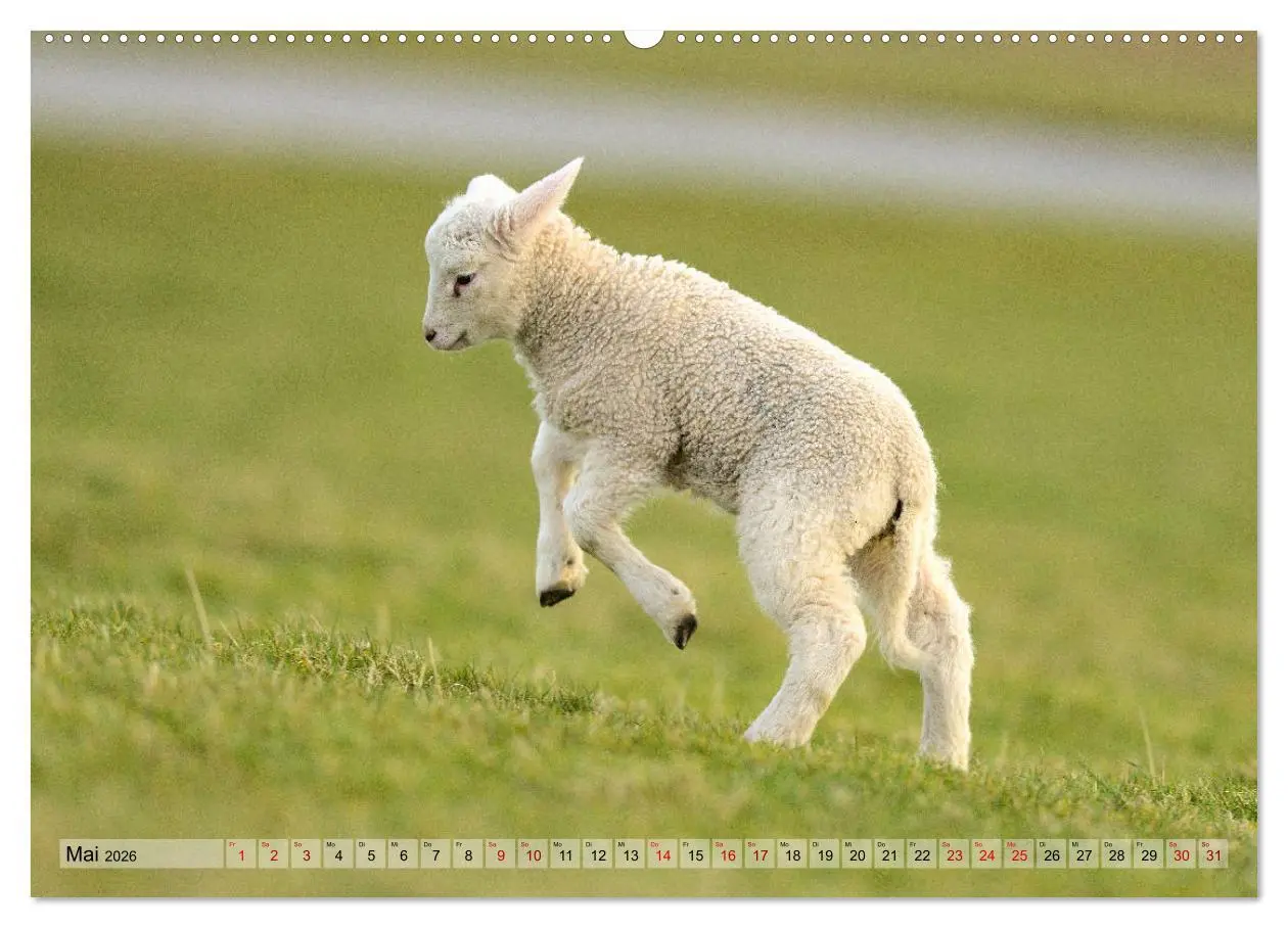 Bild: 9783457790007 | Springende Lämmer: Lebensfreude pur (Wandkalender 2026 DIN A2...