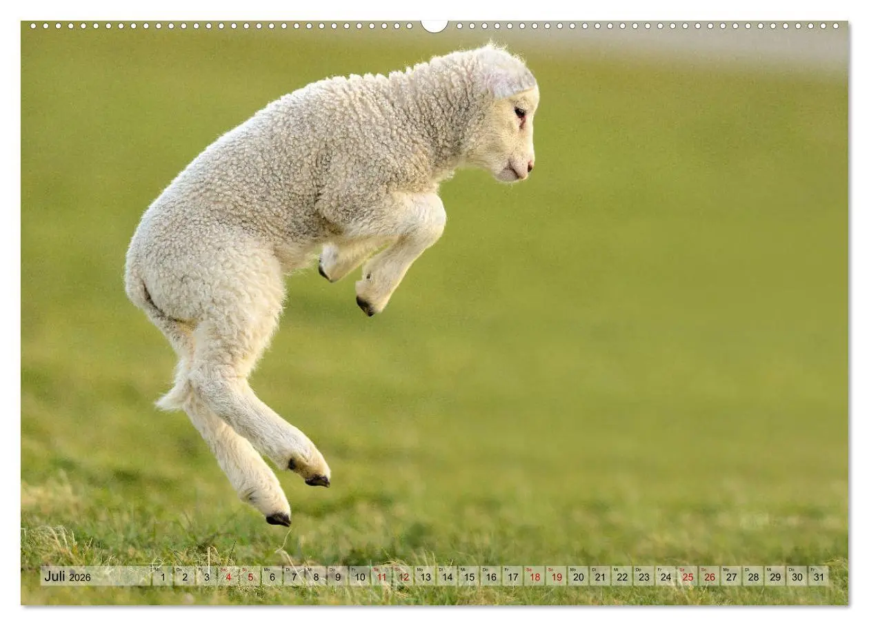 Bild: 9783457790007 | Springende Lämmer: Lebensfreude pur (Wandkalender 2026 DIN A2...
