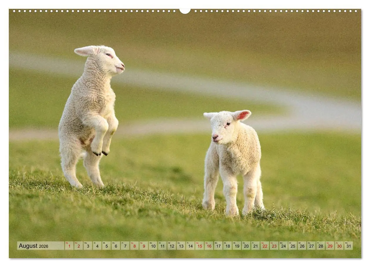 Bild: 9783457790007 | Springende Lämmer: Lebensfreude pur (Wandkalender 2026 DIN A2...