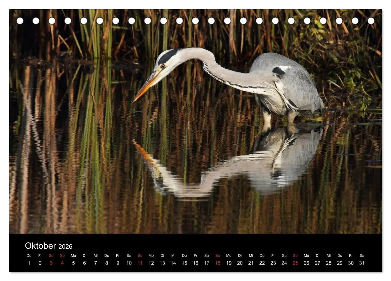 Bild: 9783516020007 | Aus dem Leben der Graureiher (Tischkalender 2026 DIN A5 quer),...