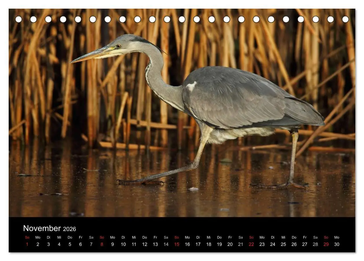 Bild: 9783516020007 | Aus dem Leben der Graureiher (Tischkalender 2026 DIN A5 quer),...