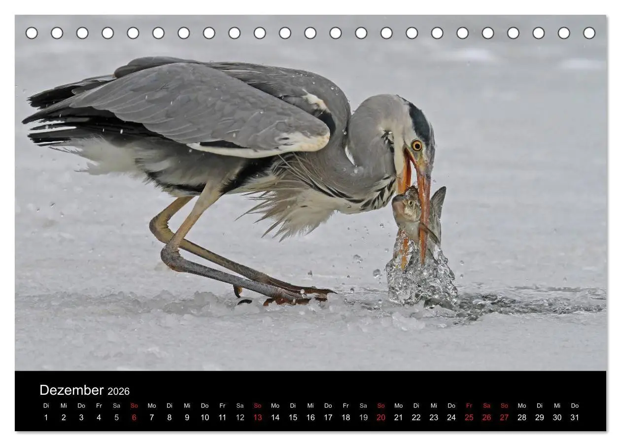 Bild: 9783516020007 | Aus dem Leben der Graureiher (Tischkalender 2026 DIN A5 quer),...