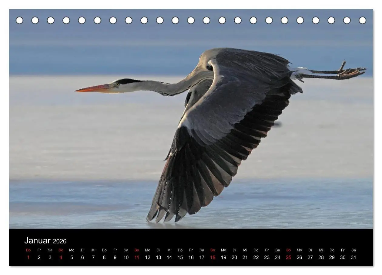 Bild: 9783516020007 | Aus dem Leben der Graureiher (Tischkalender 2026 DIN A5 quer),...