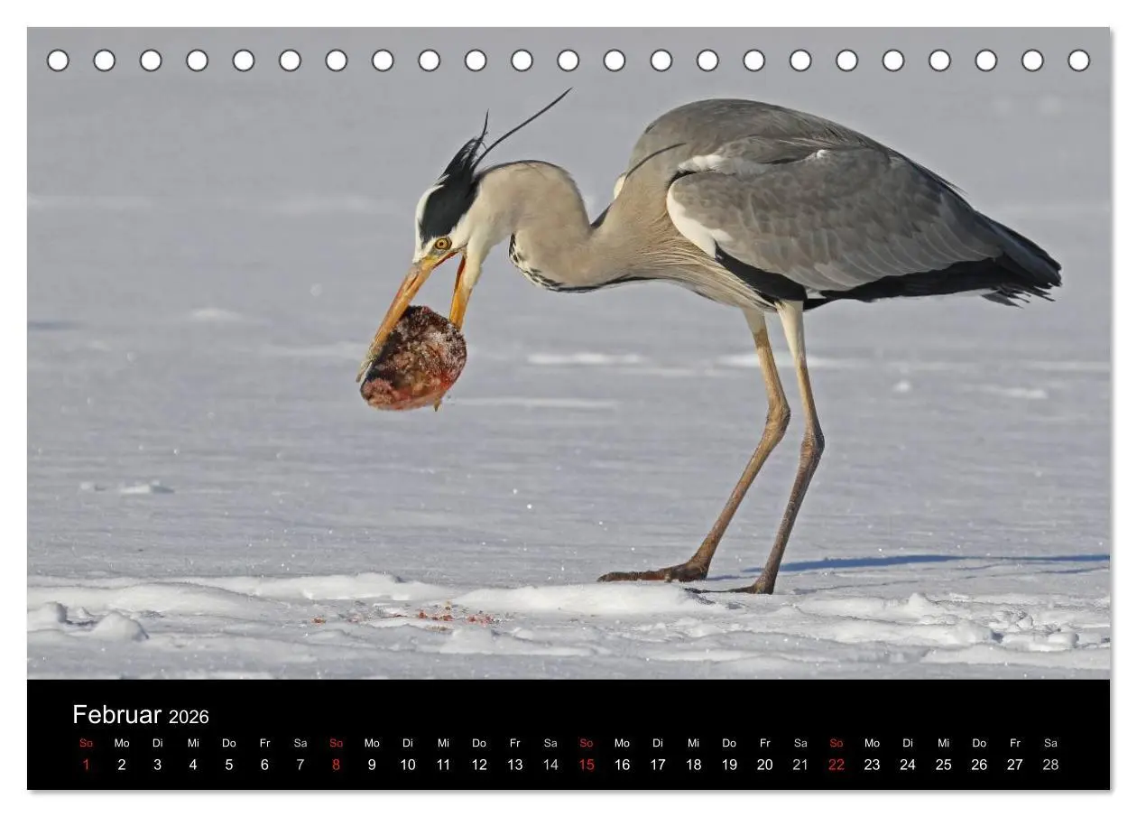 Bild: 9783516020007 | Aus dem Leben der Graureiher (Tischkalender 2026 DIN A5 quer),...