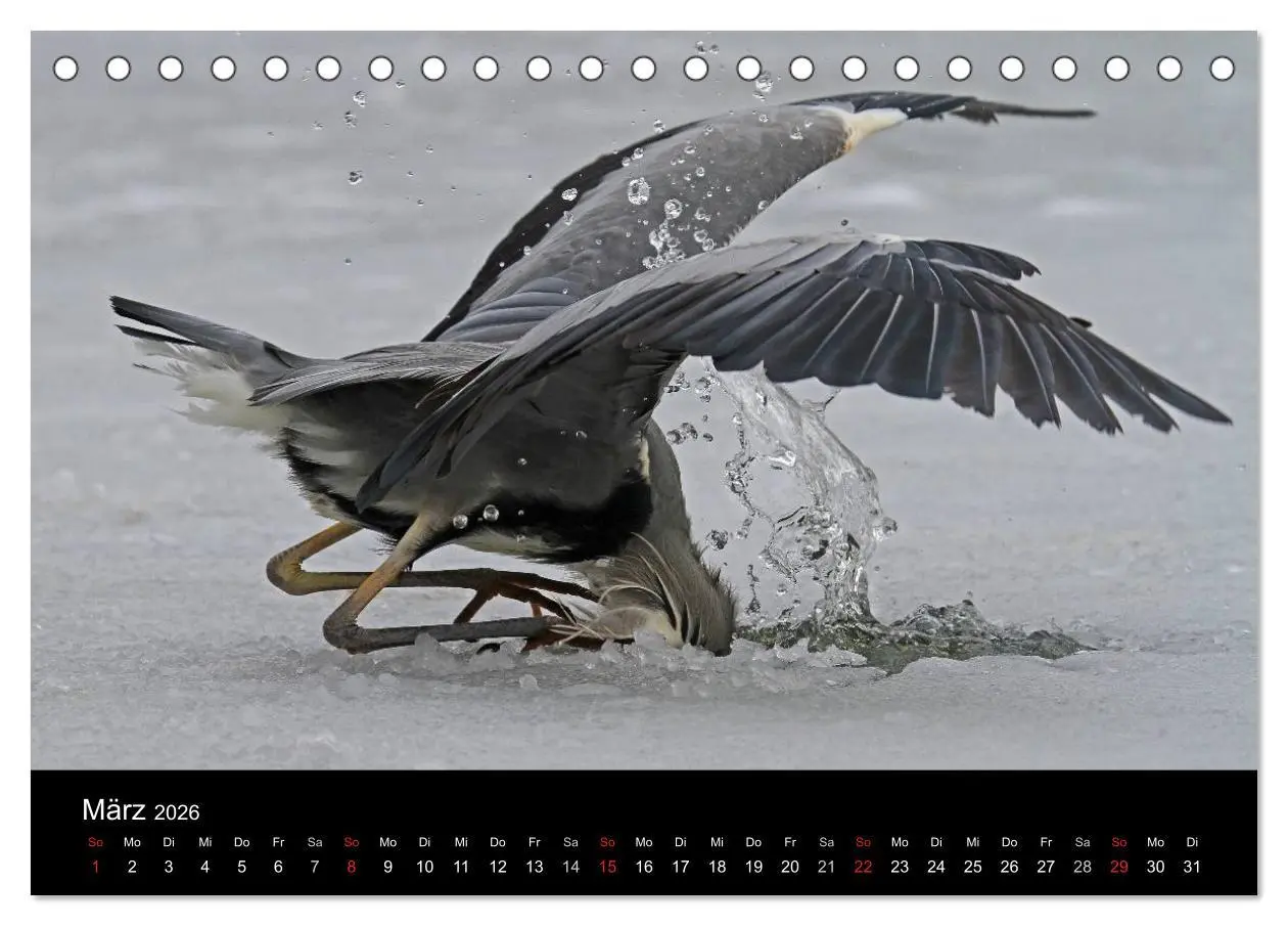 Bild: 9783516020007 | Aus dem Leben der Graureiher (Tischkalender 2026 DIN A5 quer),...
