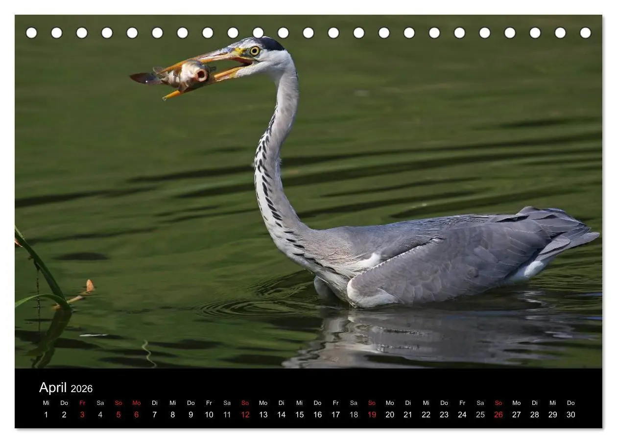 Bild: 9783516020007 | Aus dem Leben der Graureiher (Tischkalender 2026 DIN A5 quer),...