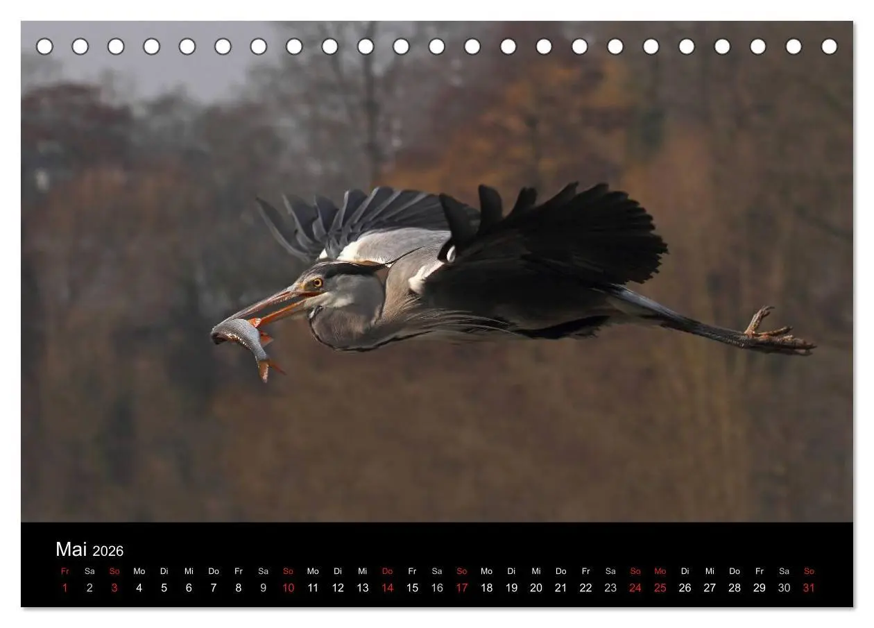 Bild: 9783516020007 | Aus dem Leben der Graureiher (Tischkalender 2026 DIN A5 quer),...