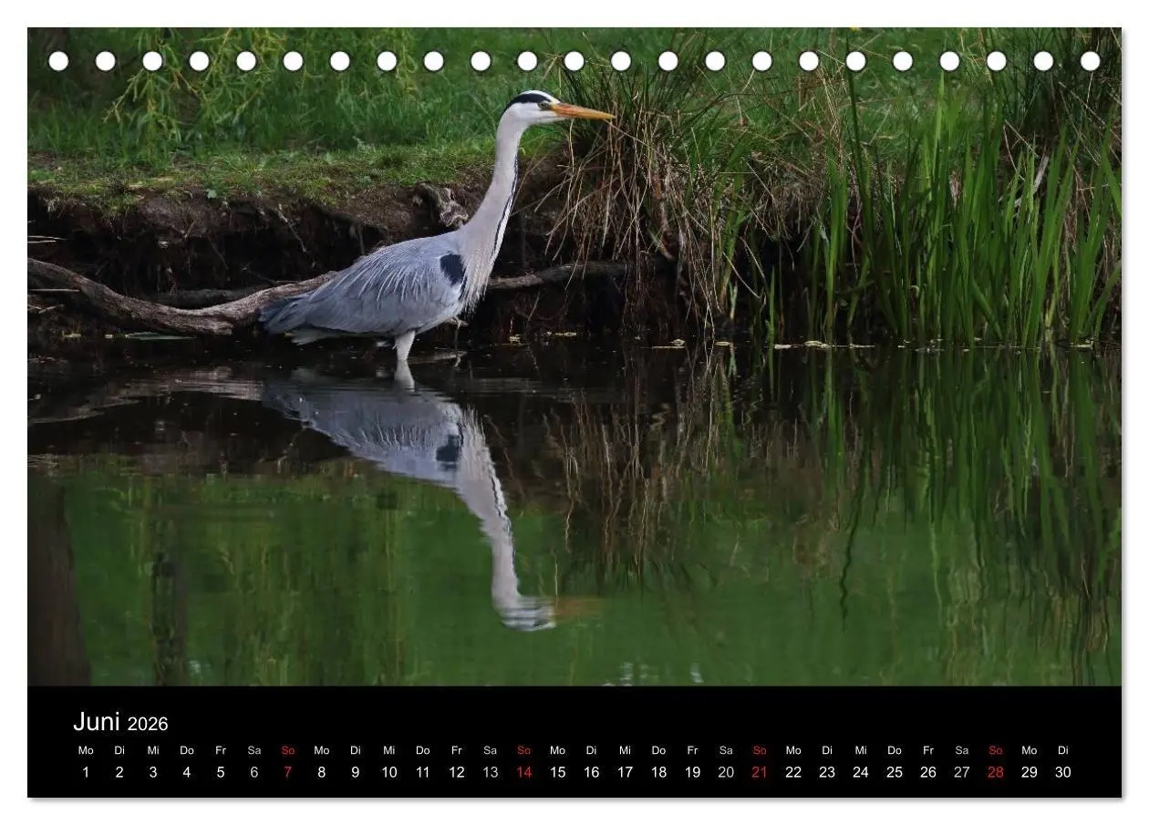 Bild: 9783516020007 | Aus dem Leben der Graureiher (Tischkalender 2026 DIN A5 quer),...