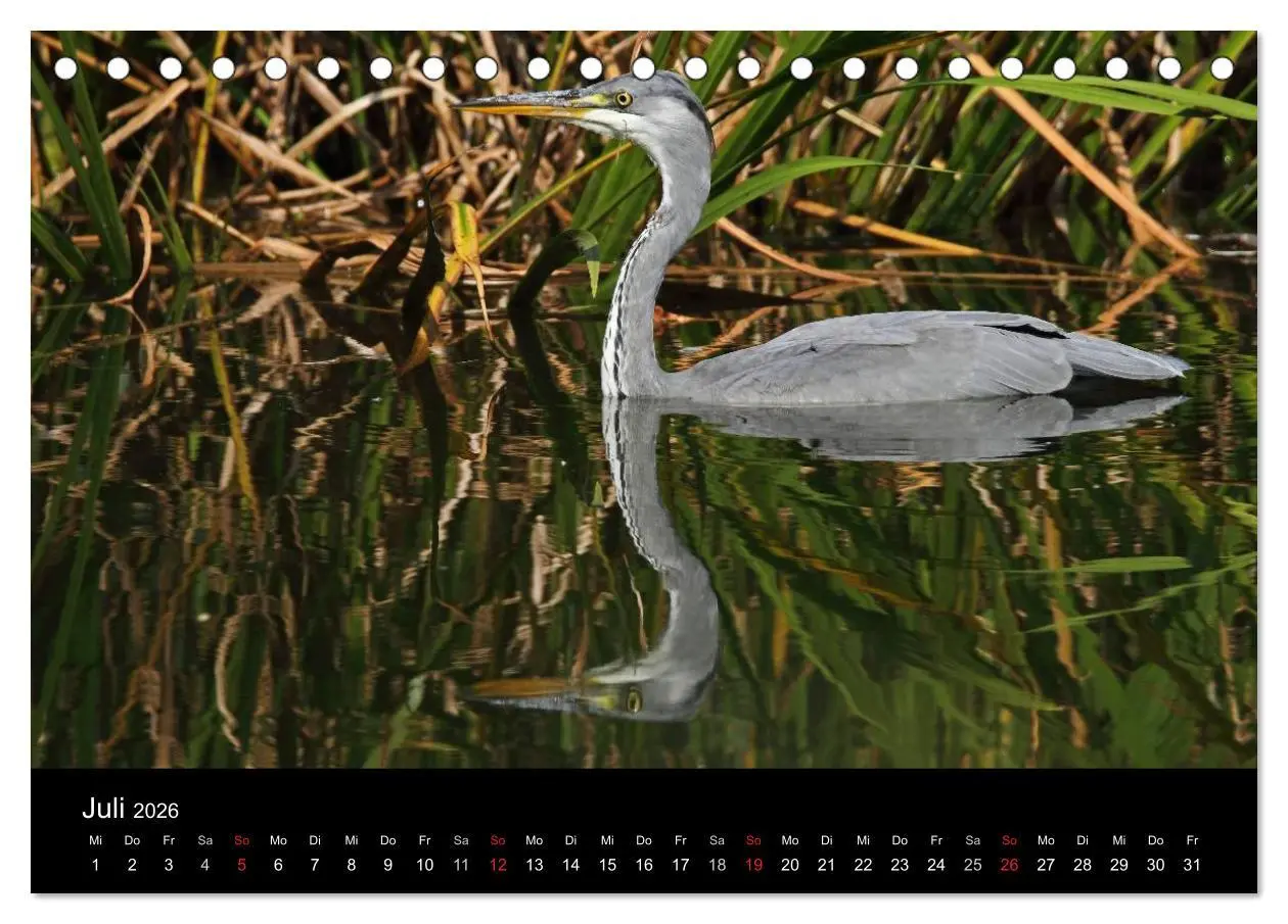 Bild: 9783516020007 | Aus dem Leben der Graureiher (Tischkalender 2026 DIN A5 quer),...