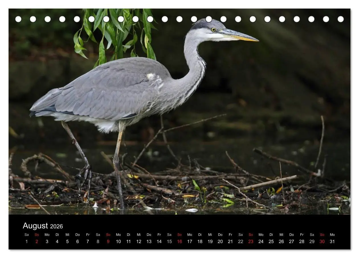 Bild: 9783516020007 | Aus dem Leben der Graureiher (Tischkalender 2026 DIN A5 quer),...