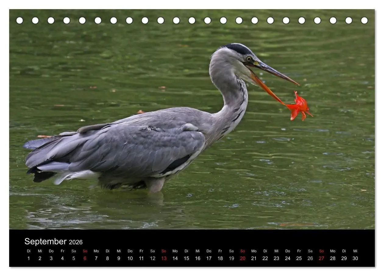 Bild: 9783516020007 | Aus dem Leben der Graureiher (Tischkalender 2026 DIN A5 quer),...