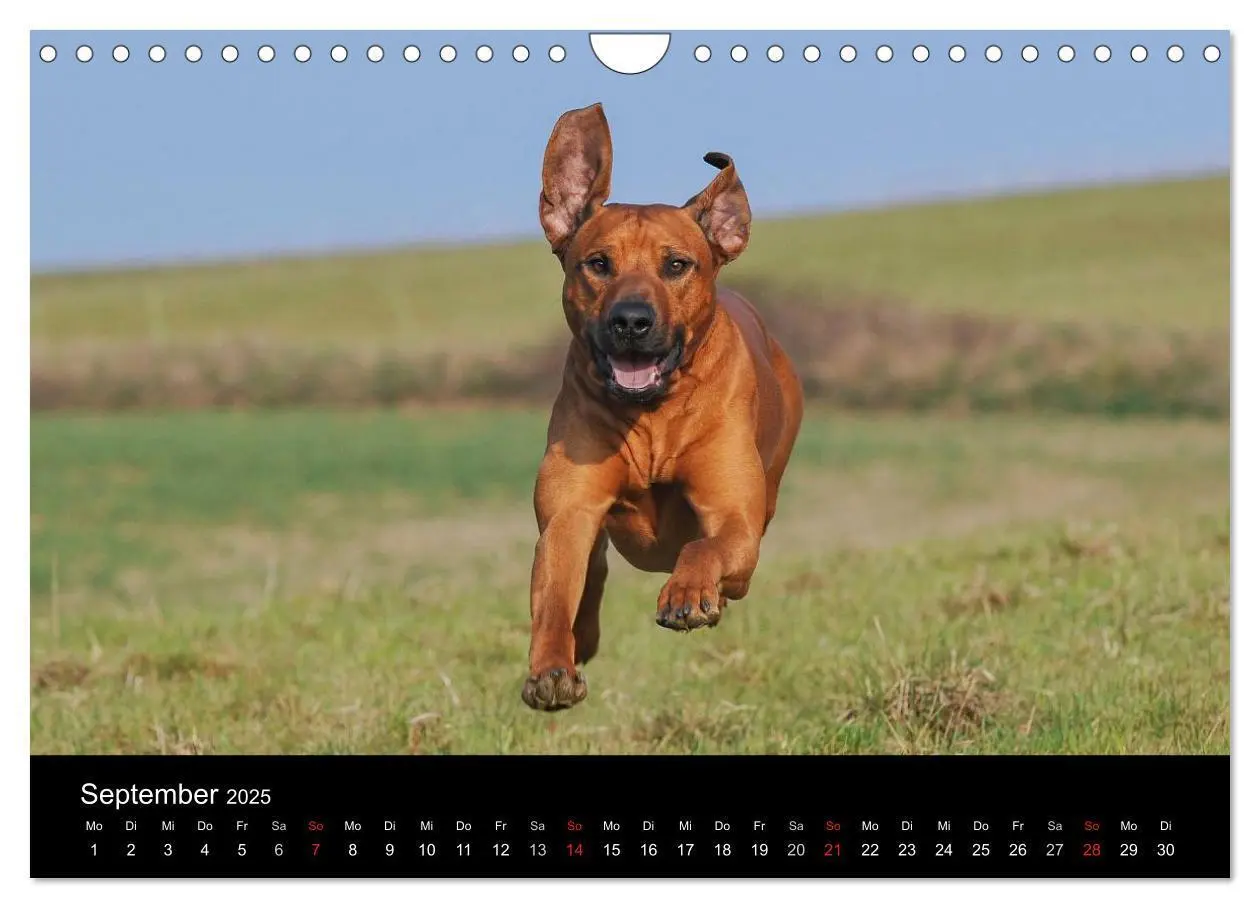 Bild: 9783435760107 | Rhodesian Ridgeback 2025 (Wandkalender 2025 DIN A4 quer), CALVENDO...