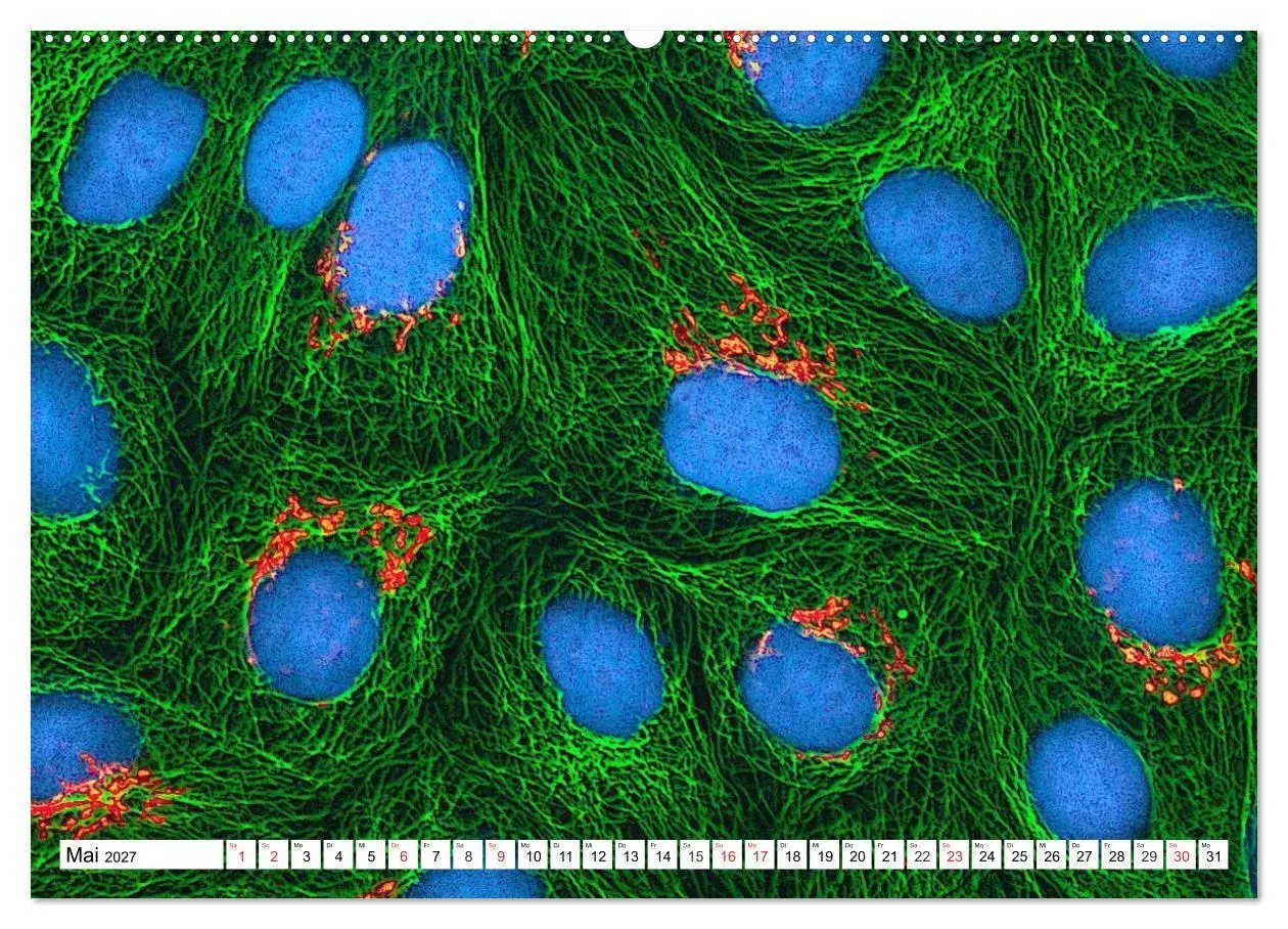 Bild: 9783569890107 | Mikrobiologie. Mikroorganismen, Genetik und Zellen (hochwertiger...