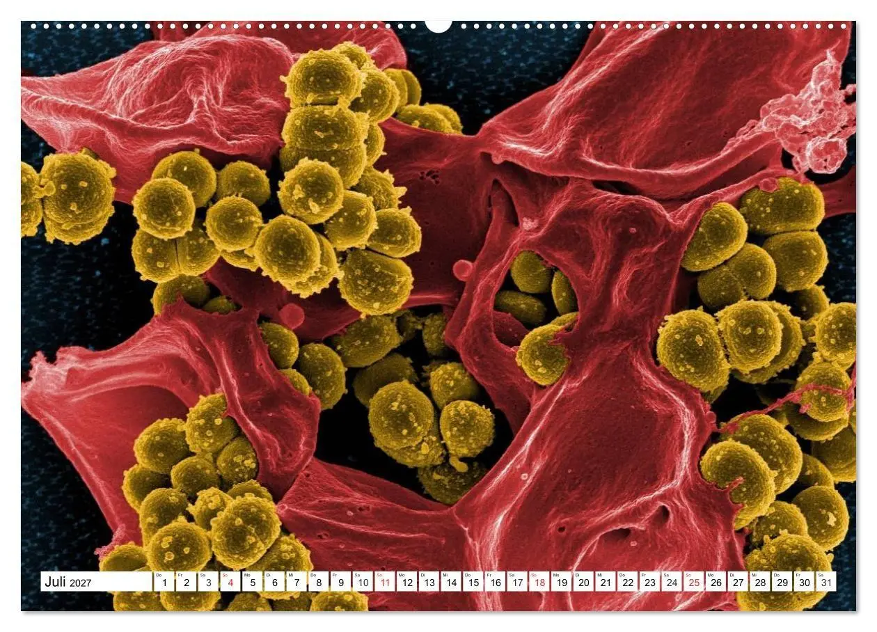 Bild: 9783569890107 | Mikrobiologie. Mikroorganismen, Genetik und Zellen (hochwertiger...