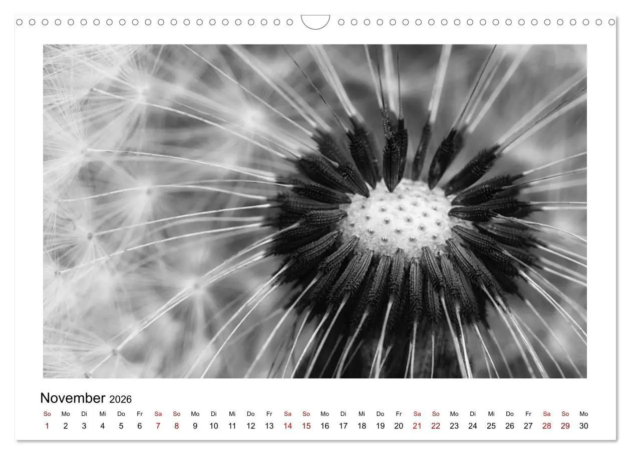 Bild: 9783457900307 | Die grafische Schönheit der Pflanzen - Schwarz-Weiß (Wandkalender...