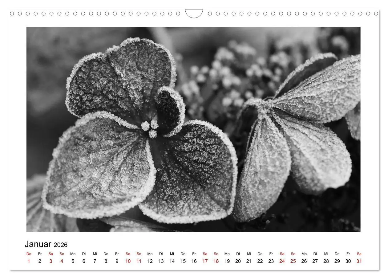 Bild: 9783457900307 | Die grafische Schönheit der Pflanzen - Schwarz-Weiß (Wandkalender...