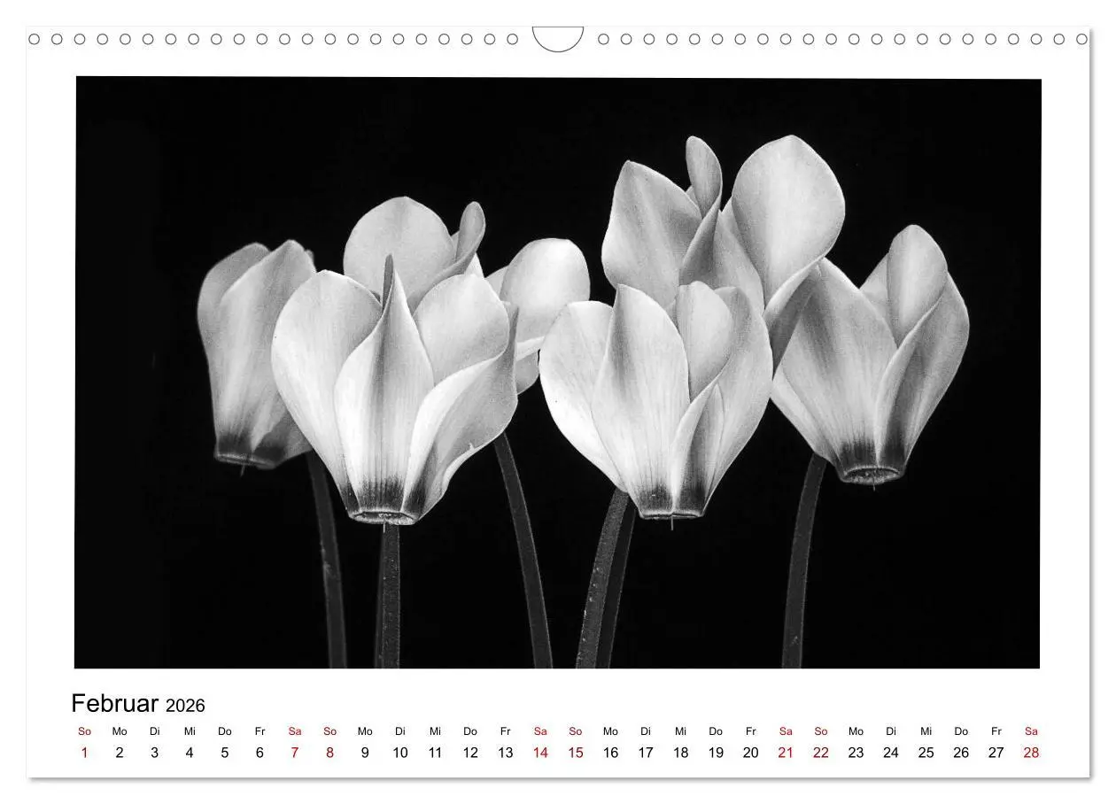 Bild: 9783457900307 | Die grafische Schönheit der Pflanzen - Schwarz-Weiß (Wandkalender...
