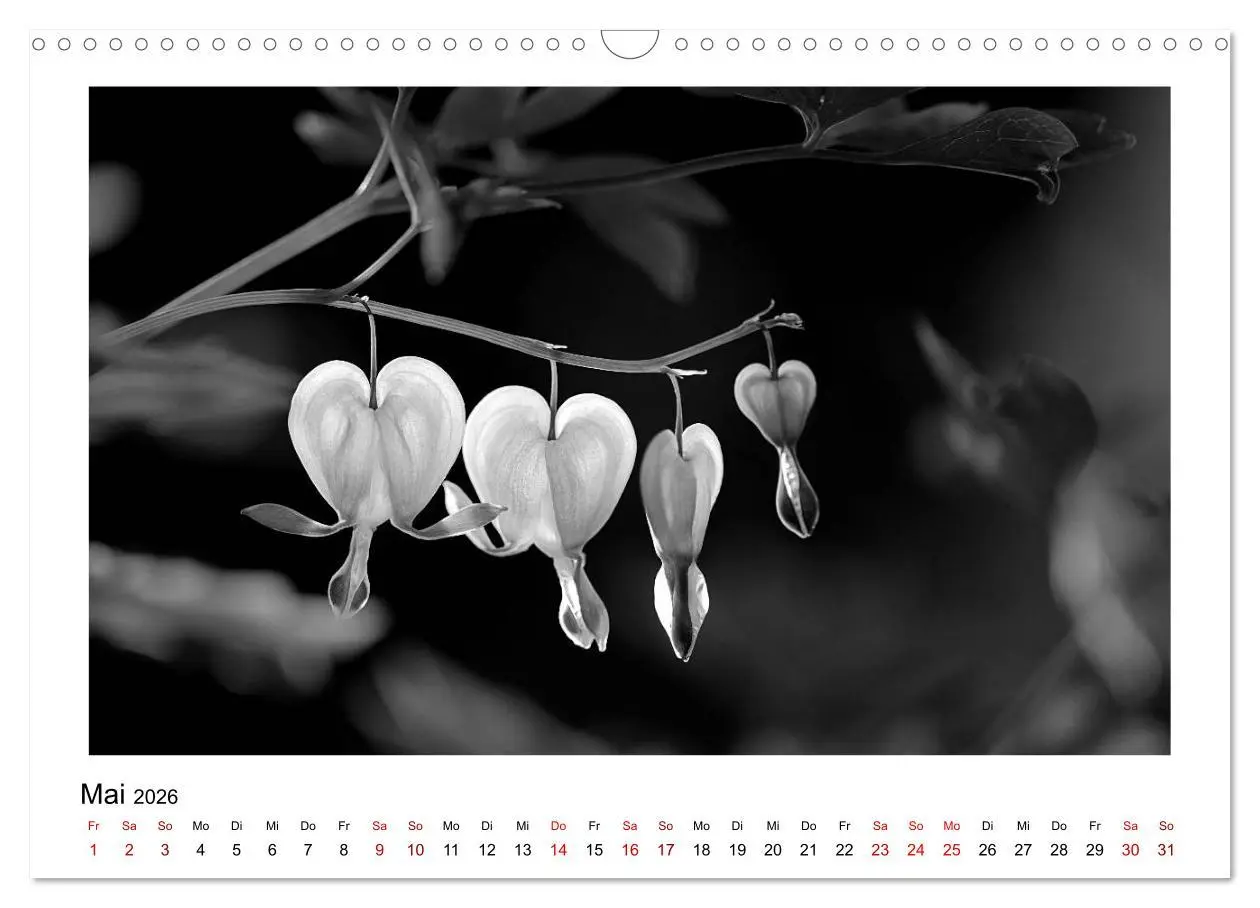 Bild: 9783457900307 | Die grafische Schönheit der Pflanzen - Schwarz-Weiß (Wandkalender...
