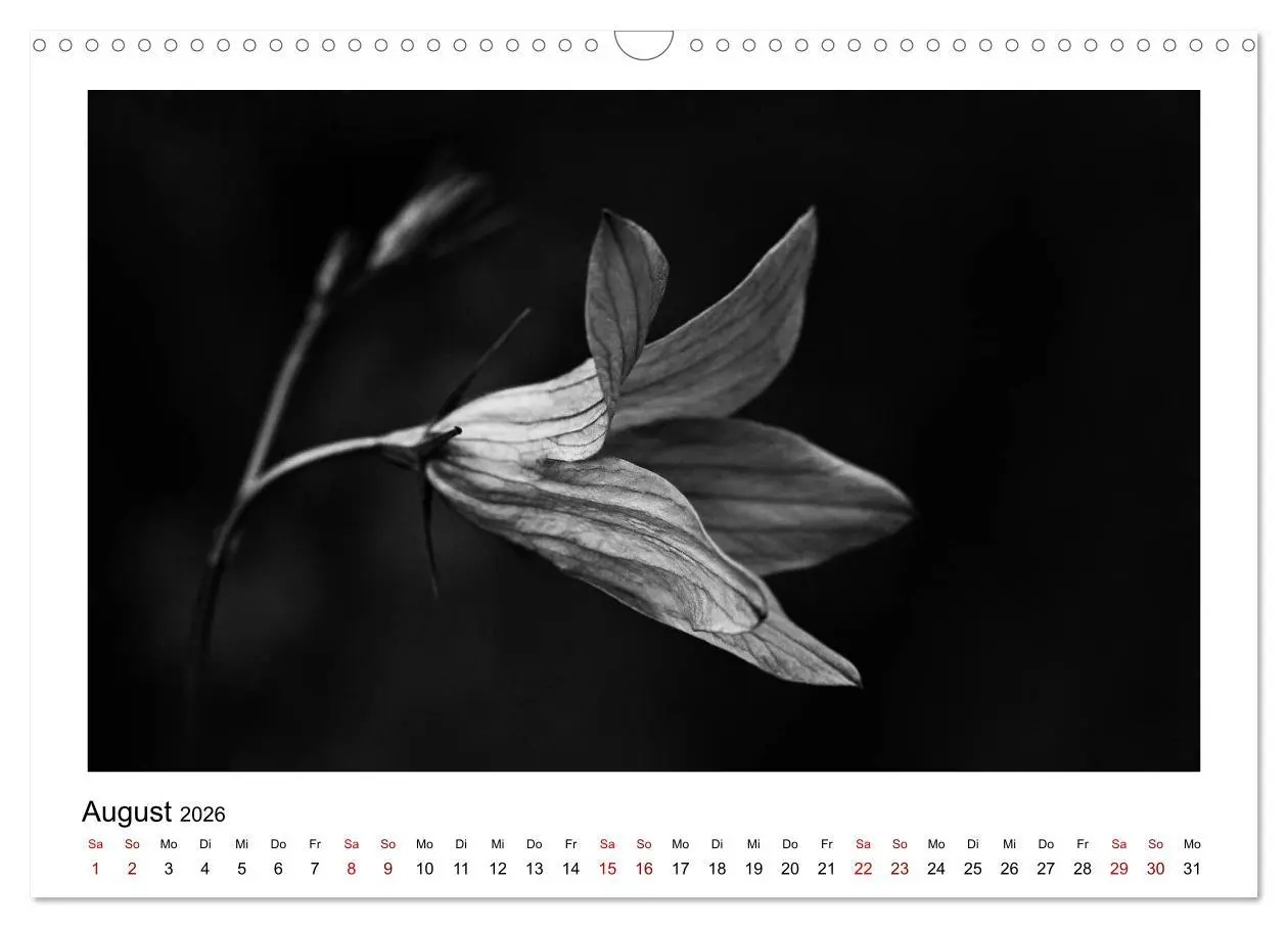 Bild: 9783457900307 | Die grafische Schönheit der Pflanzen - Schwarz-Weiß (Wandkalender...
