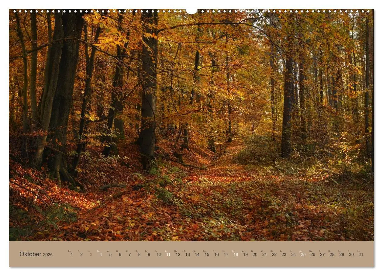Bild: 9783516160307 | Unser Wald - Magische Sichten in norddeutsche Wälder (Wandkalender...