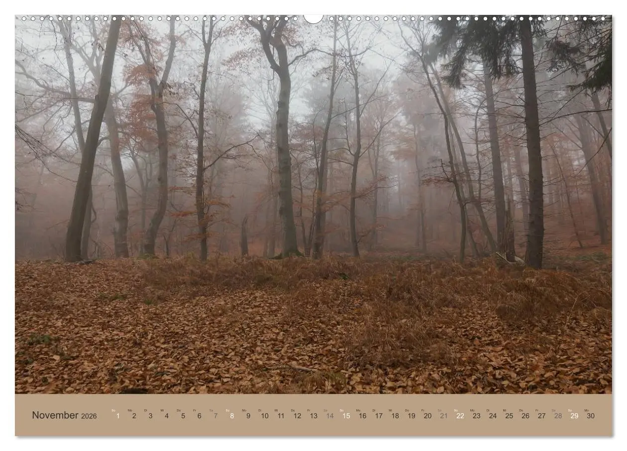Bild: 9783516160307 | Unser Wald - Magische Sichten in norddeutsche Wälder (Wandkalender...