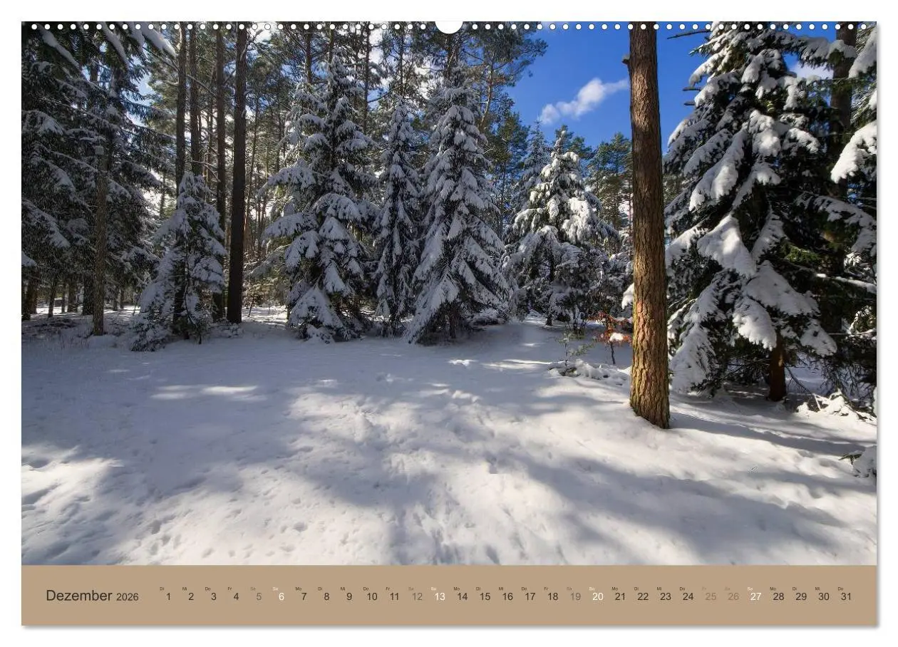 Bild: 9783516160307 | Unser Wald - Magische Sichten in norddeutsche Wälder (Wandkalender...