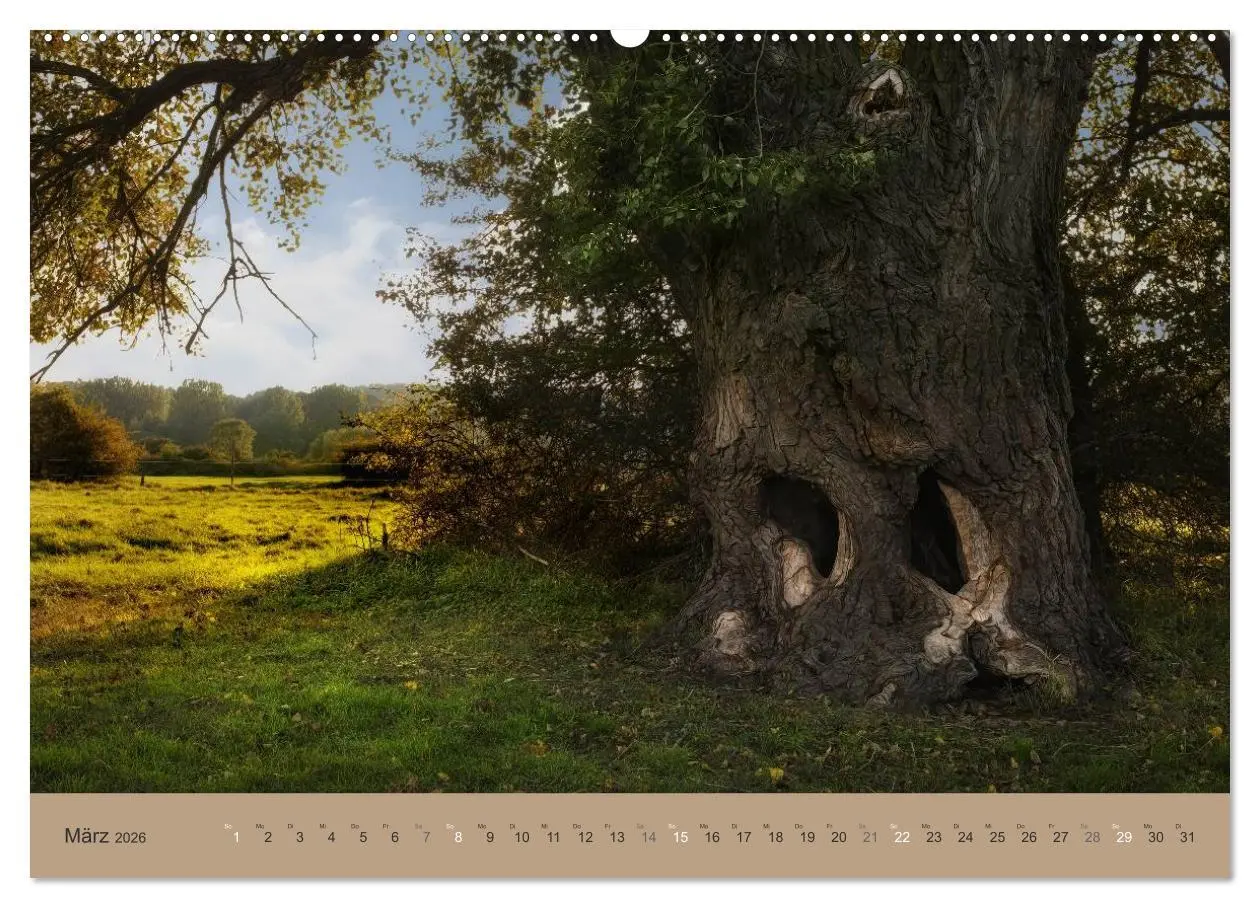 Bild: 9783516160307 | Unser Wald - Magische Sichten in norddeutsche Wälder (Wandkalender...