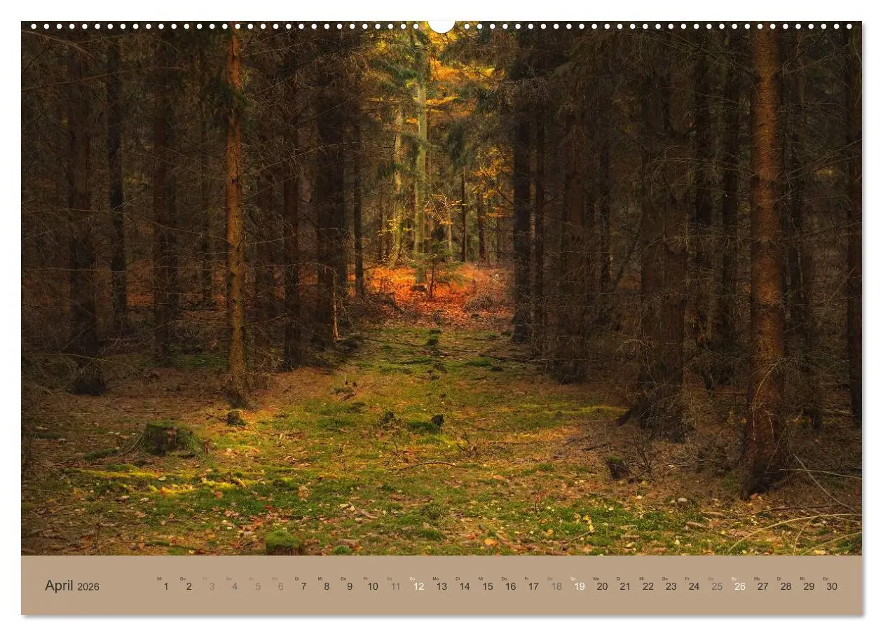 Bild: 9783516160307 | Unser Wald - Magische Sichten in norddeutsche Wälder (Wandkalender...