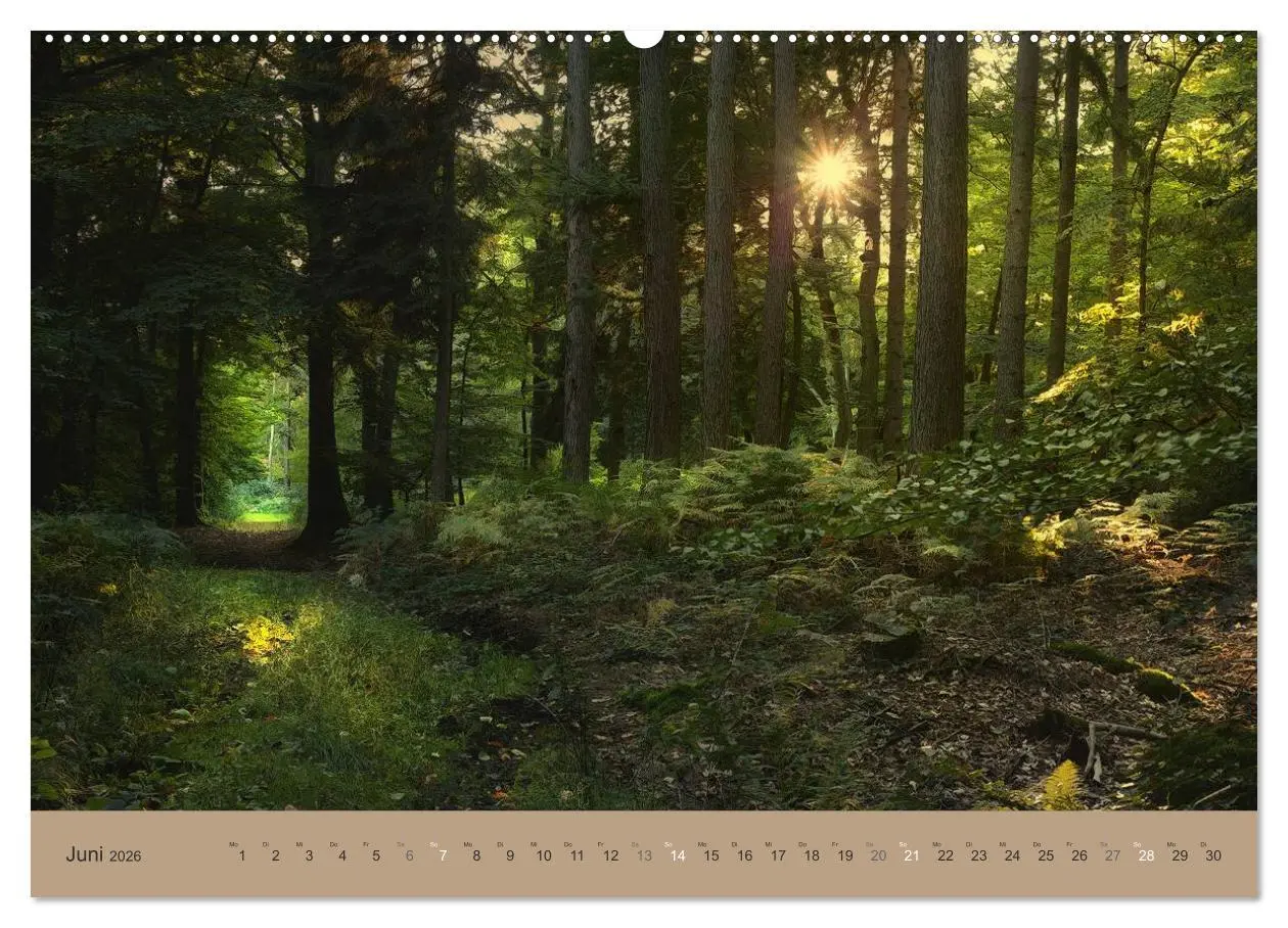 Bild: 9783516160307 | Unser Wald - Magische Sichten in norddeutsche Wälder (Wandkalender...