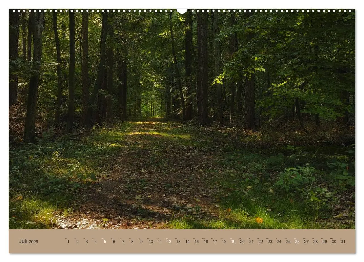 Bild: 9783516160307 | Unser Wald - Magische Sichten in norddeutsche Wälder (Wandkalender...