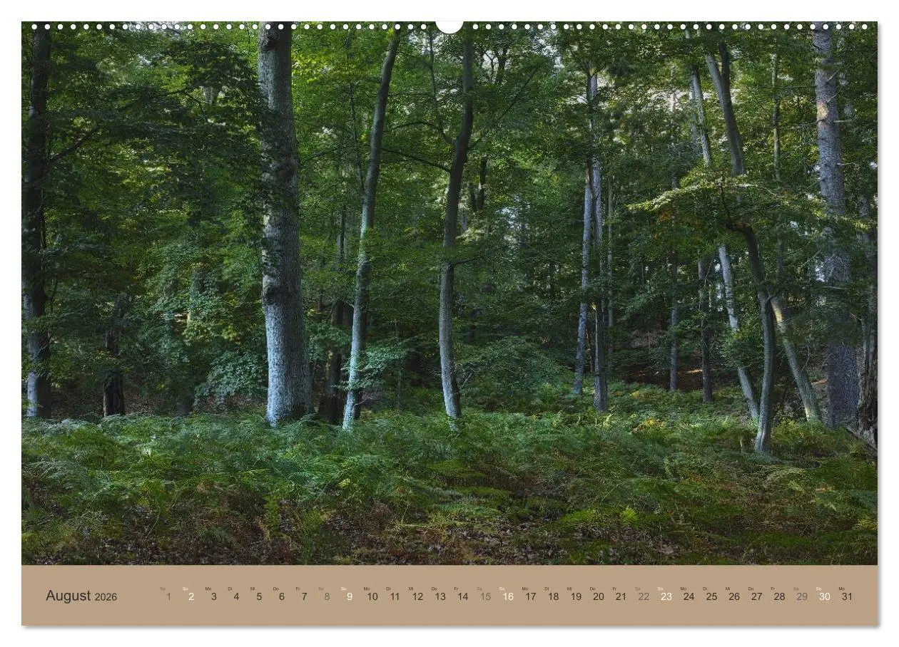 Bild: 9783516160307 | Unser Wald - Magische Sichten in norddeutsche Wälder (Wandkalender...