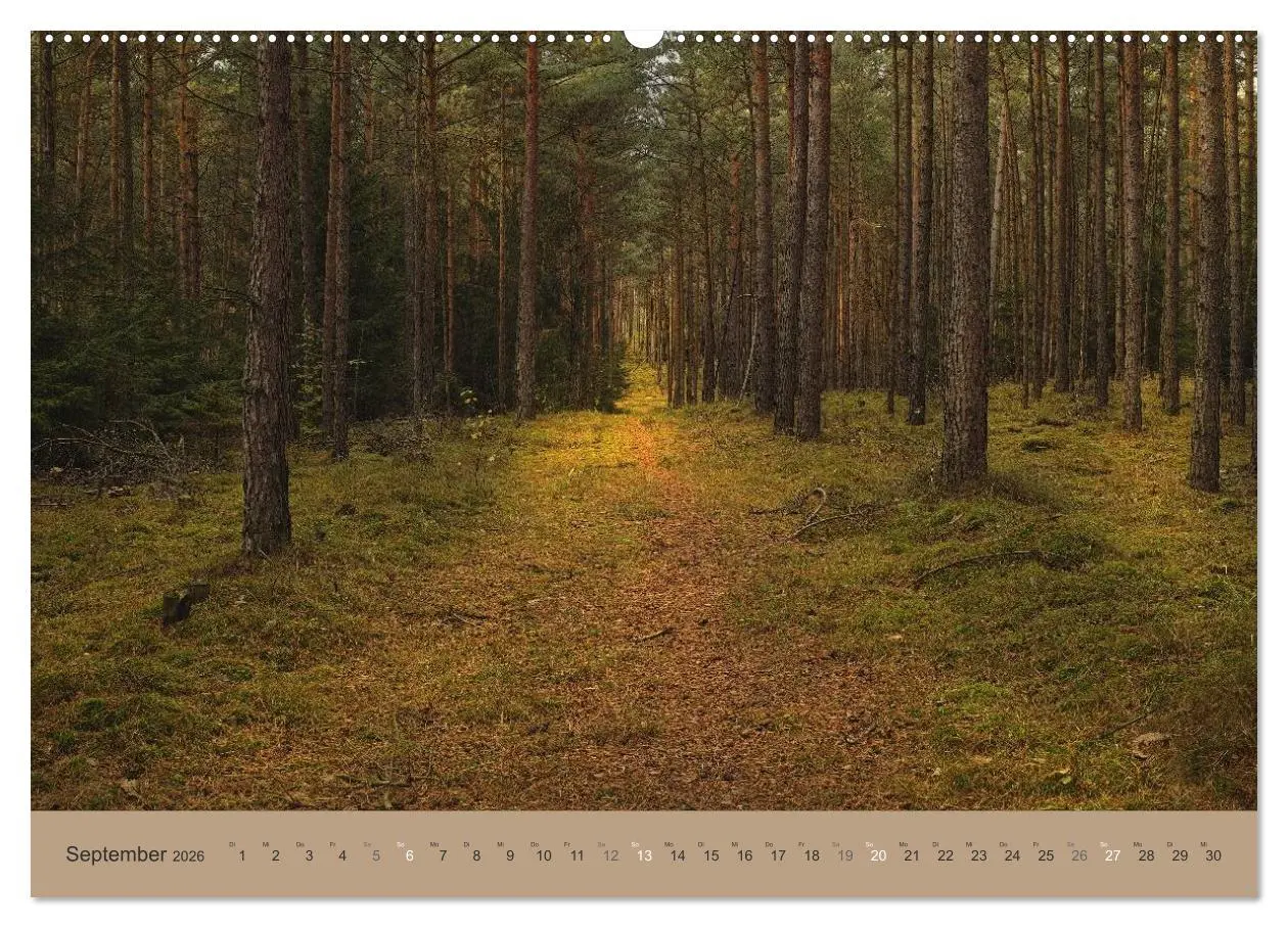 Bild: 9783516160307 | Unser Wald - Magische Sichten in norddeutsche Wälder (Wandkalender...