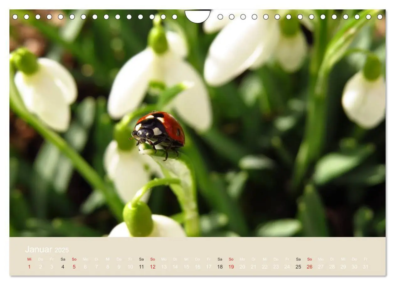 Bild: 9783435730407 | Kleine Glückskäfer (Wandkalender 2025 DIN A4 quer), CALVENDO...