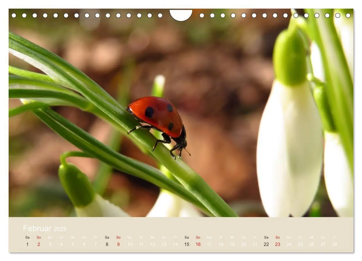 Bild: 9783435730407 | Kleine Glückskäfer (Wandkalender 2025 DIN A4 quer), CALVENDO...