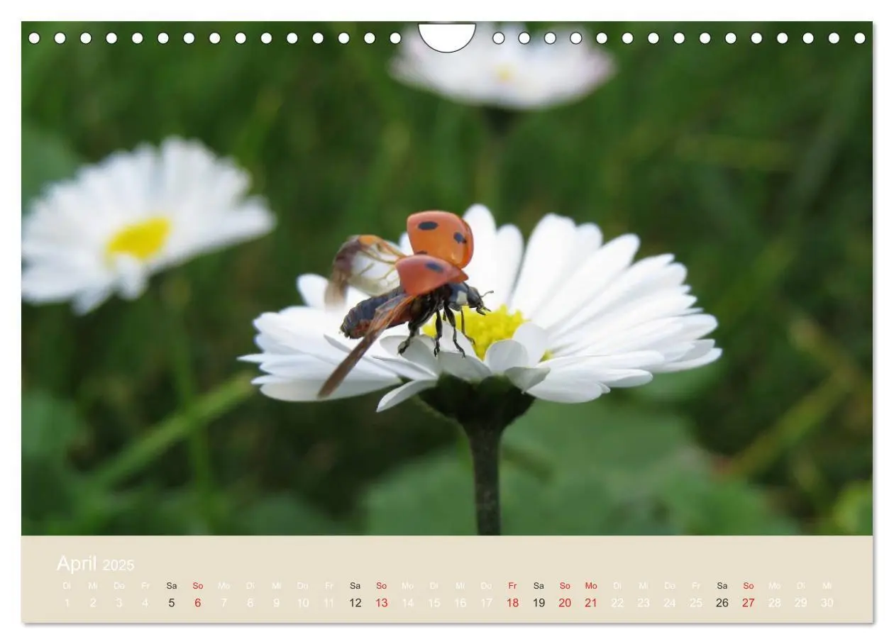 Bild: 9783435730407 | Kleine Glückskäfer (Wandkalender 2025 DIN A4 quer), CALVENDO...