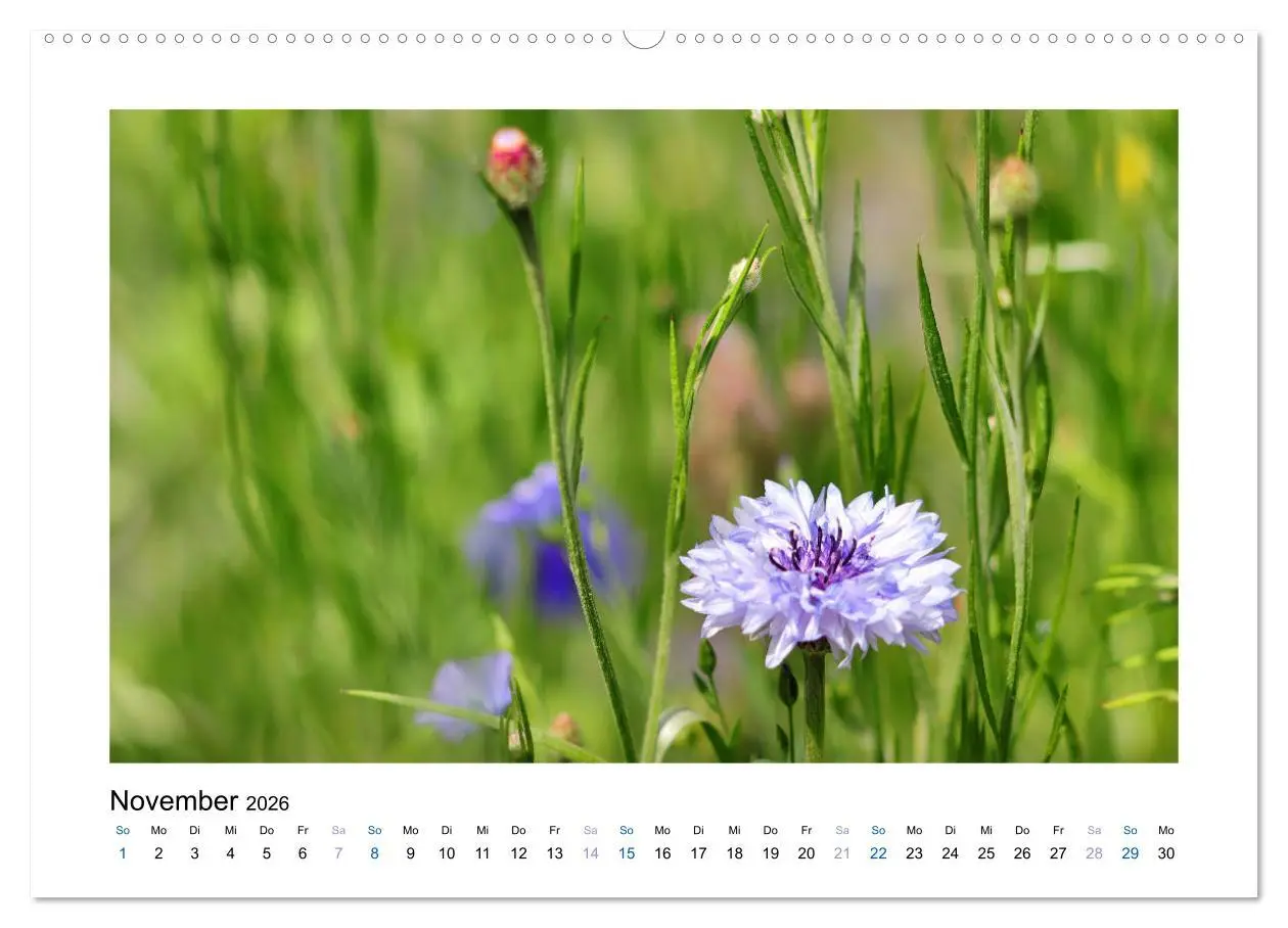 Bild: 9783457750407 | Kornblumen - Blaue Schönheiten (hochwertiger Premium Wandkalender...