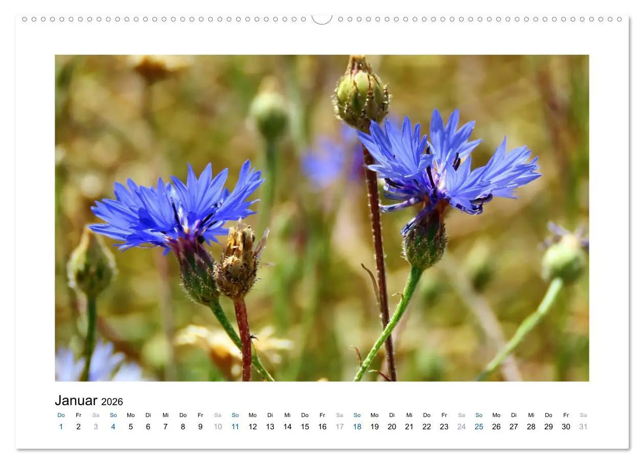 Bild: 9783457750407 | Kornblumen - Blaue Schönheiten (hochwertiger Premium Wandkalender...