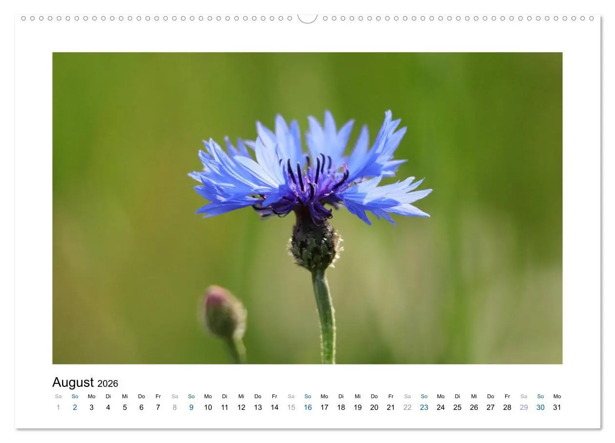 Bild: 9783457750407 | Kornblumen - Blaue Schönheiten (hochwertiger Premium Wandkalender...