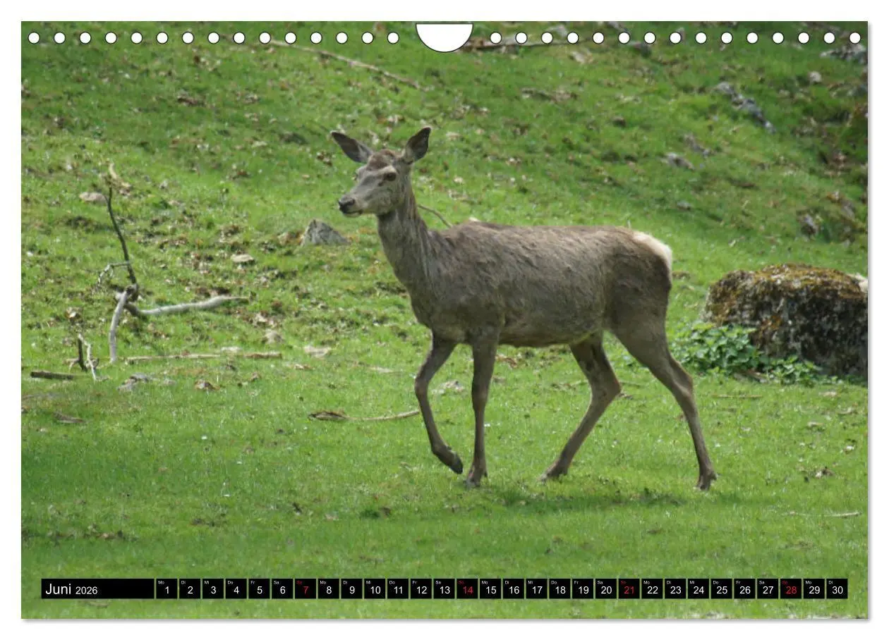 Bild: 9783457820407 | Heidenheim an der Brenz (Wandkalender 2026 DIN A4 quer), CALVENDO...