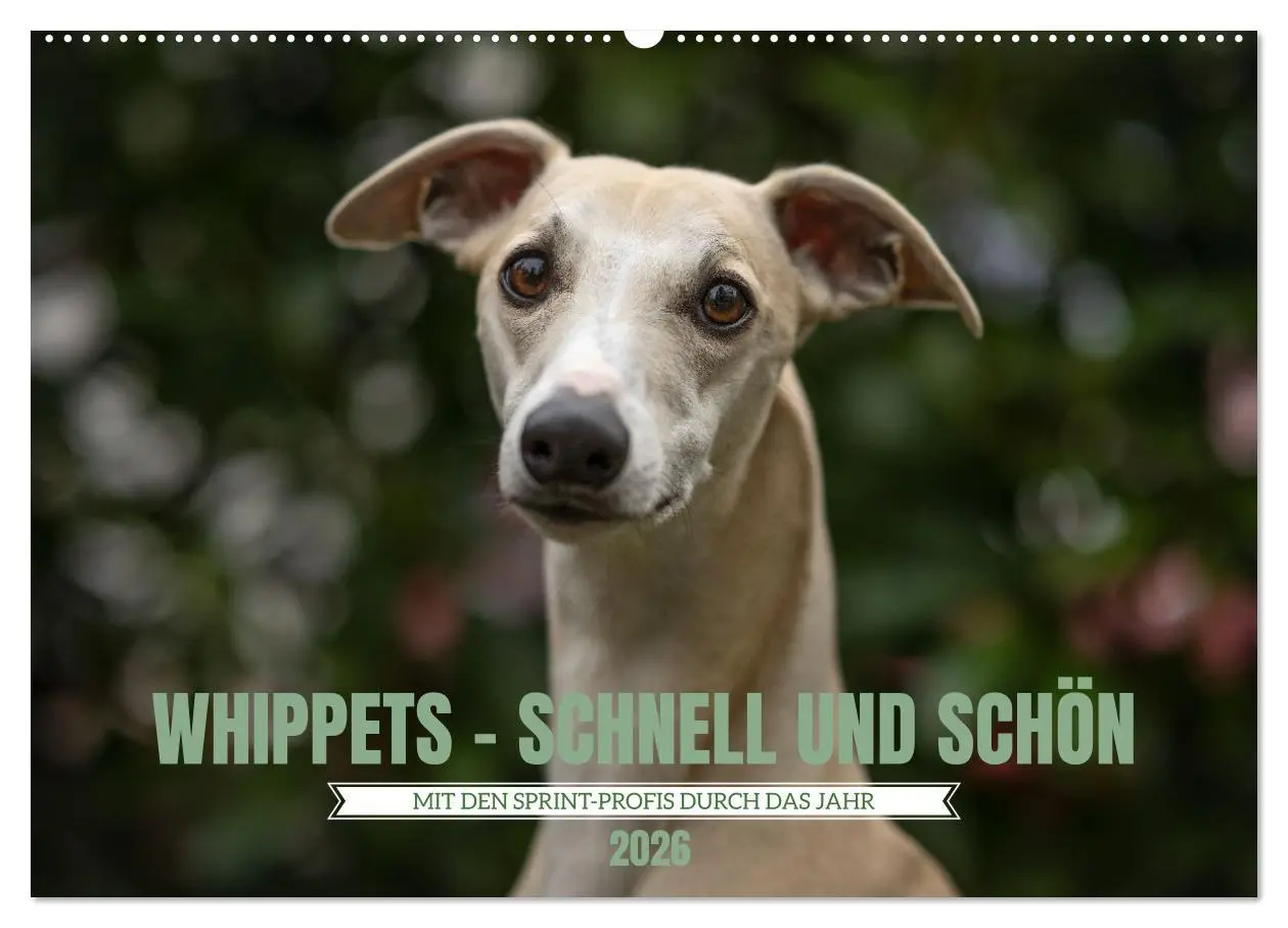 Cover: 9783457590607 | WHIPPETS - SCHNELL UND SCHÖN (Wandkalender 2026 DIN A2 quer),...