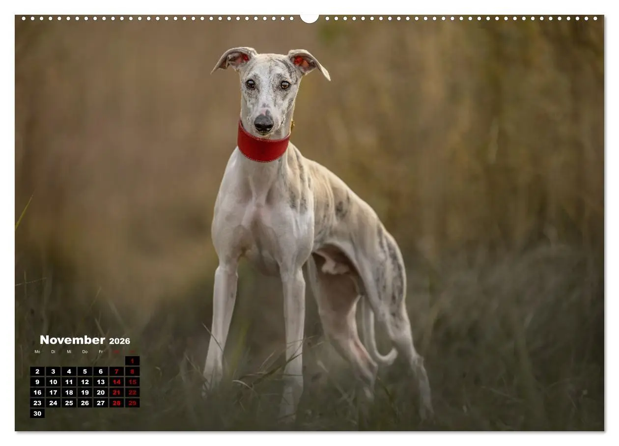 Bild: 9783457590607 | WHIPPETS - SCHNELL UND SCHÖN (Wandkalender 2026 DIN A2 quer),...